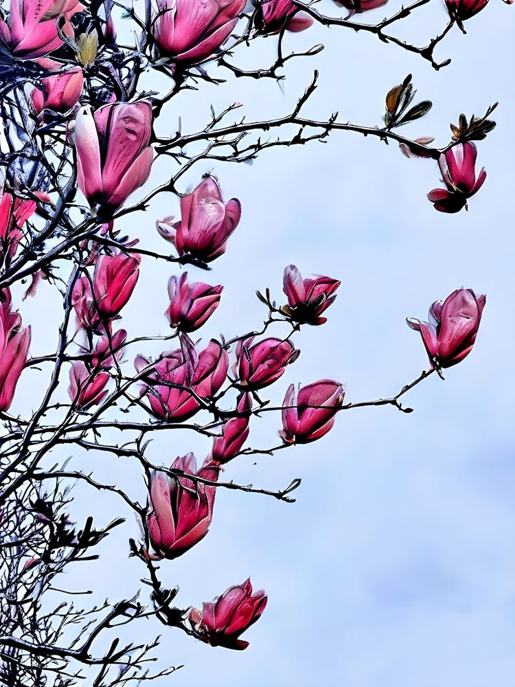 Magnolia Blossoms