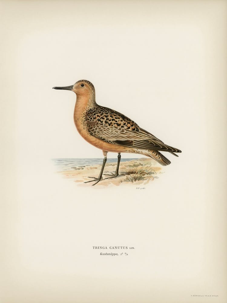 Red Knot, The Von Wright Brothers