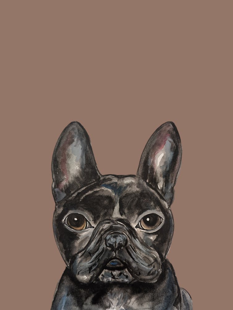 Black French Bulldog Watercolour Illustration