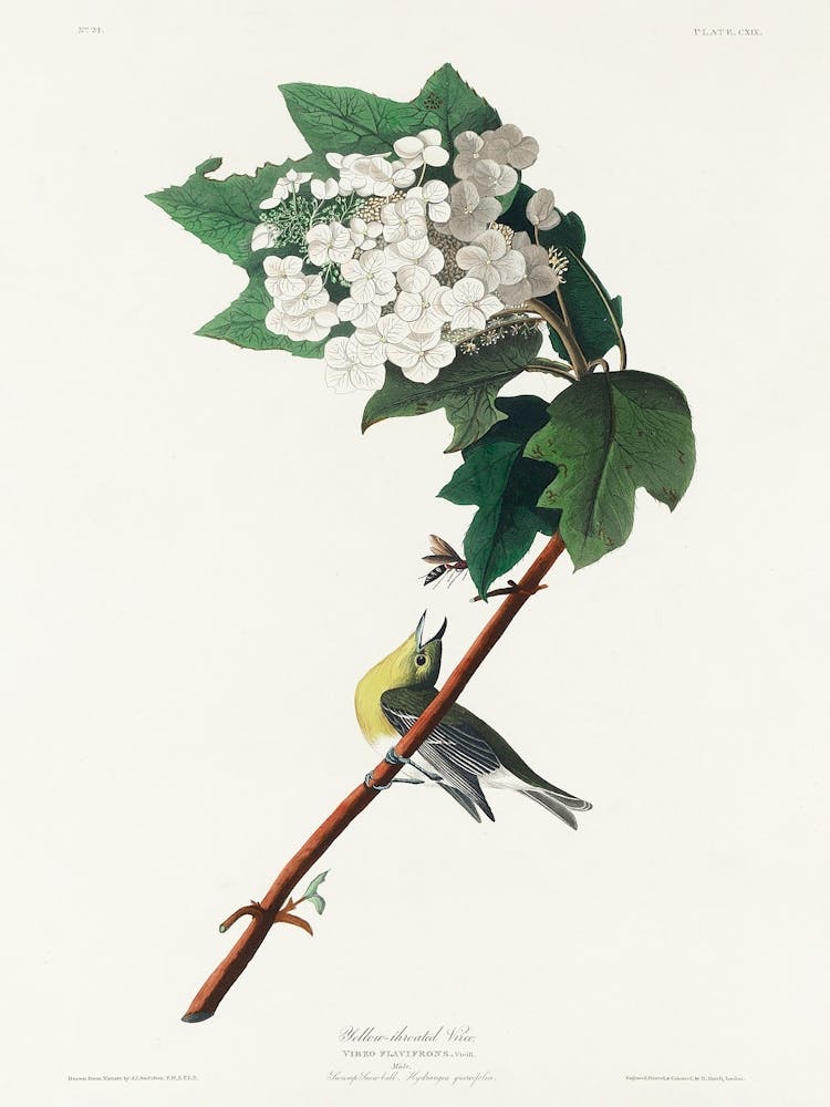 Yellow Throated Vireo, Birds Of America, John James Audubon