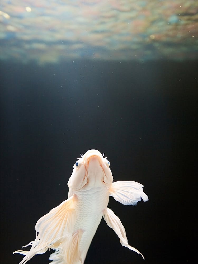 Betta-Fisch
