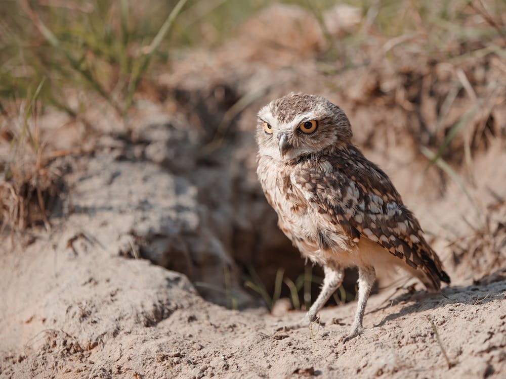 Arizona Burrowing Owl