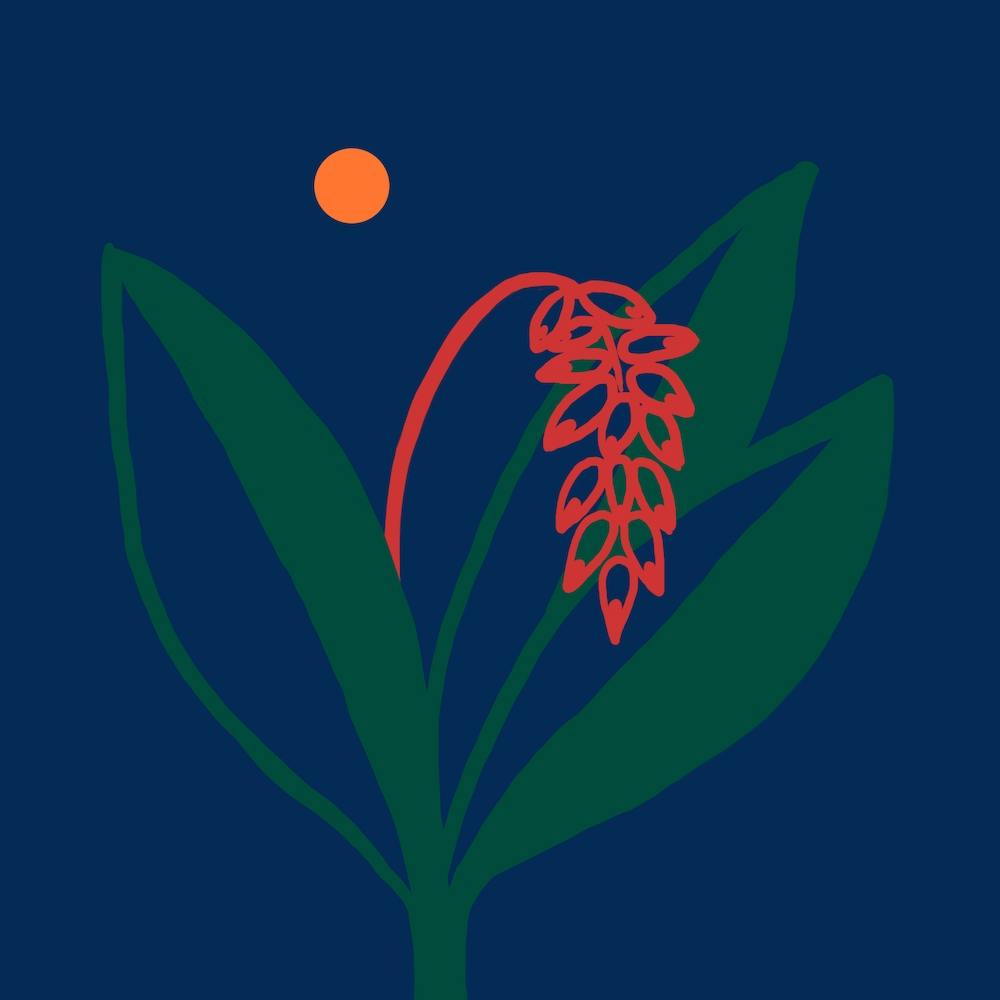 Alpinia Zerumbet 1 Square