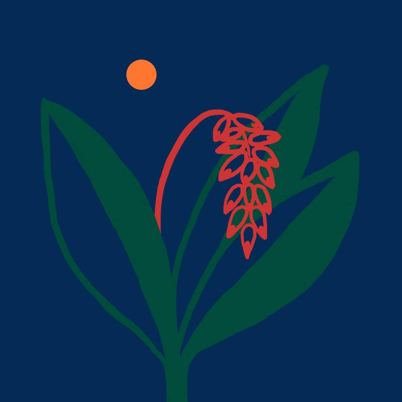 Alpinia Zerumbet 1 Square