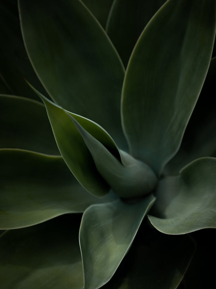 Agave succulent