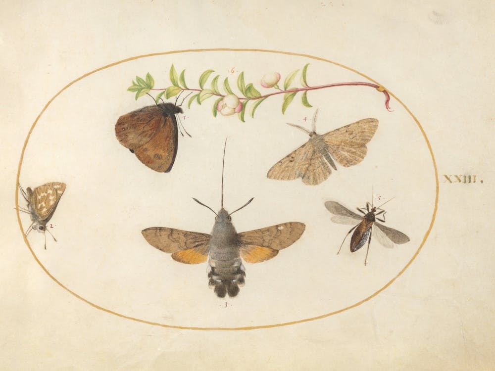 Hawk Moth, Butterflies, And Other Insects Around A Snowberry Sprig, Joris Hoefnagel