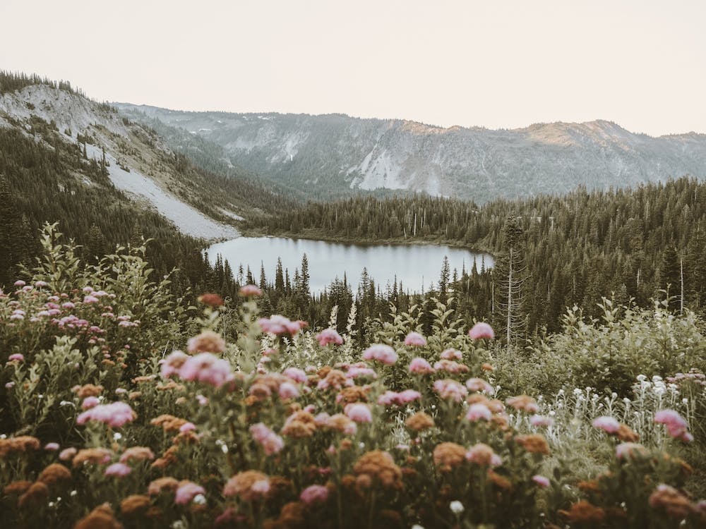 Alpine Lake Wildflowers