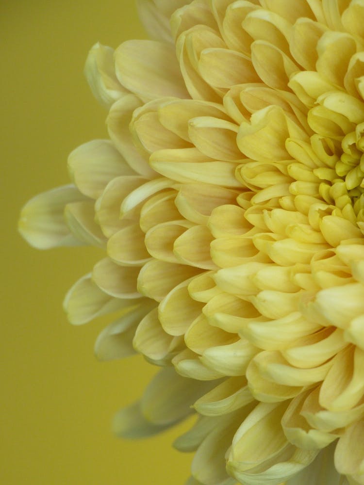 Yellow Flower Petals