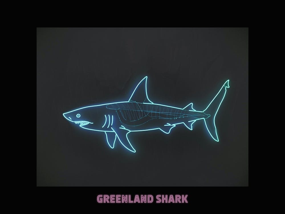 Neon Pink Blue Greenland Shark 3 Poster