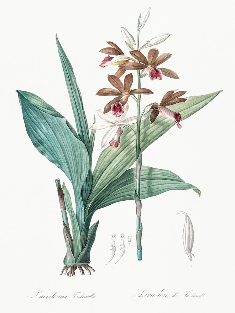 Limodorum Tankervilleae, Pierre Joseph Redoute