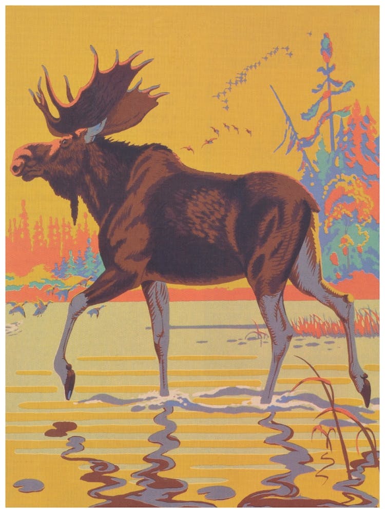 Moose In Water Vintage Print