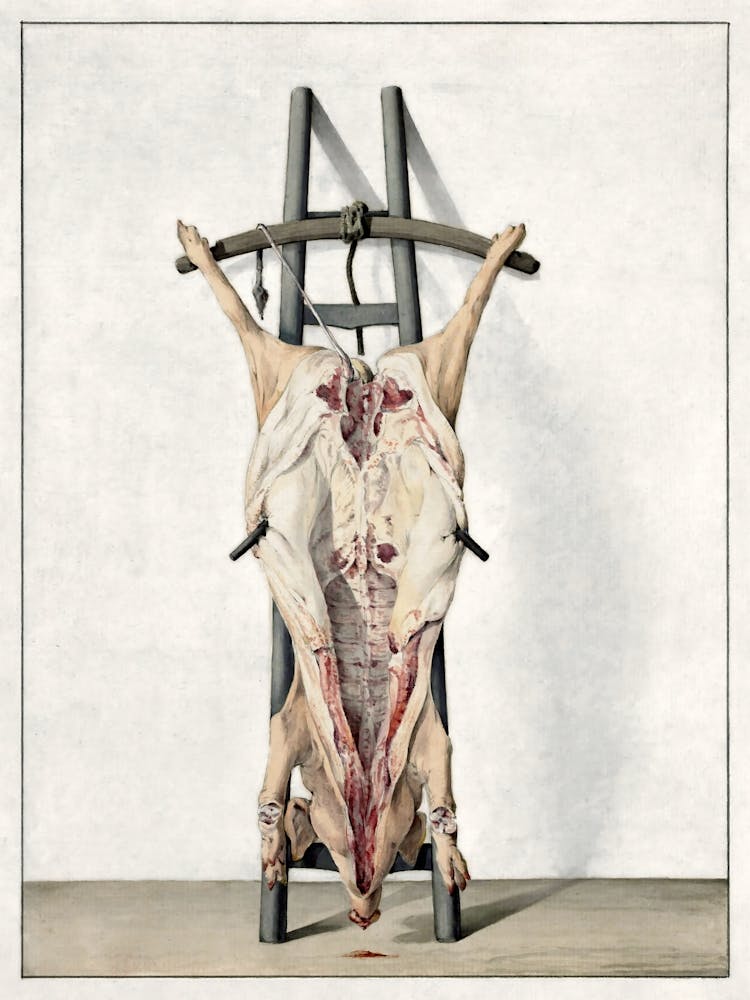 Dead Pig (1796), Jean Bernard