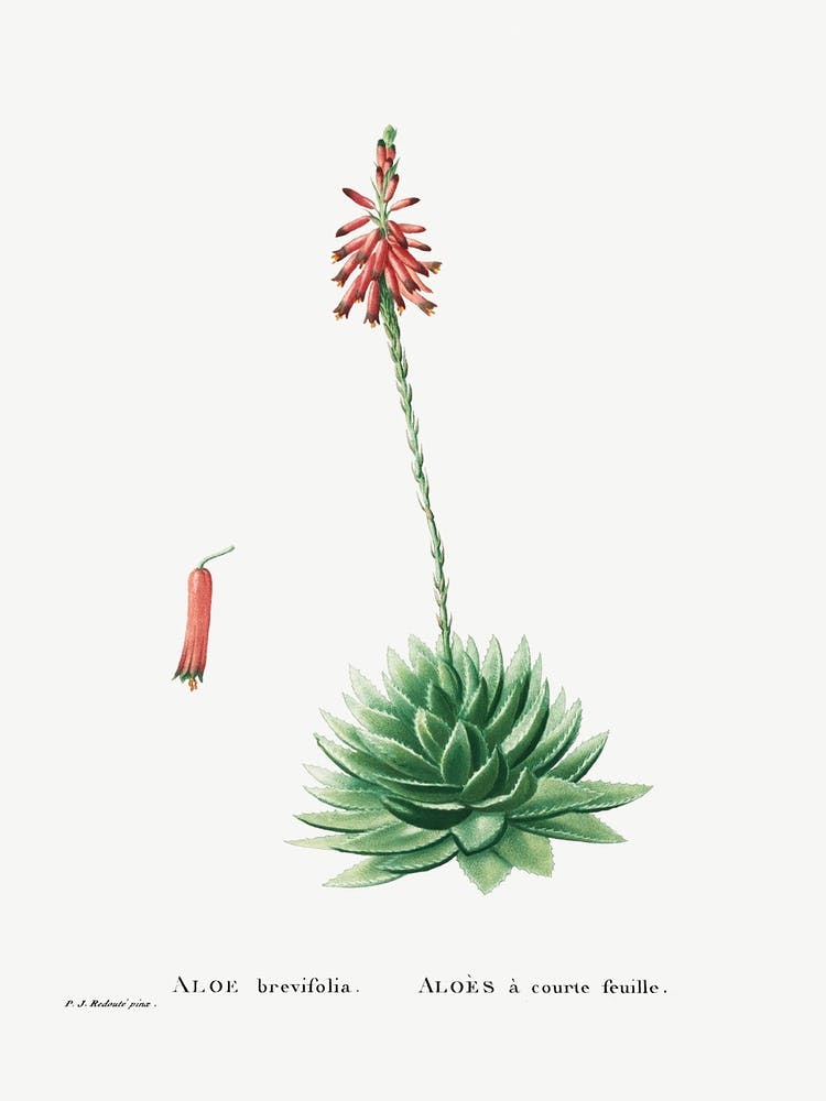 Aloe Brevifolia, Pierre Joseph Redoute