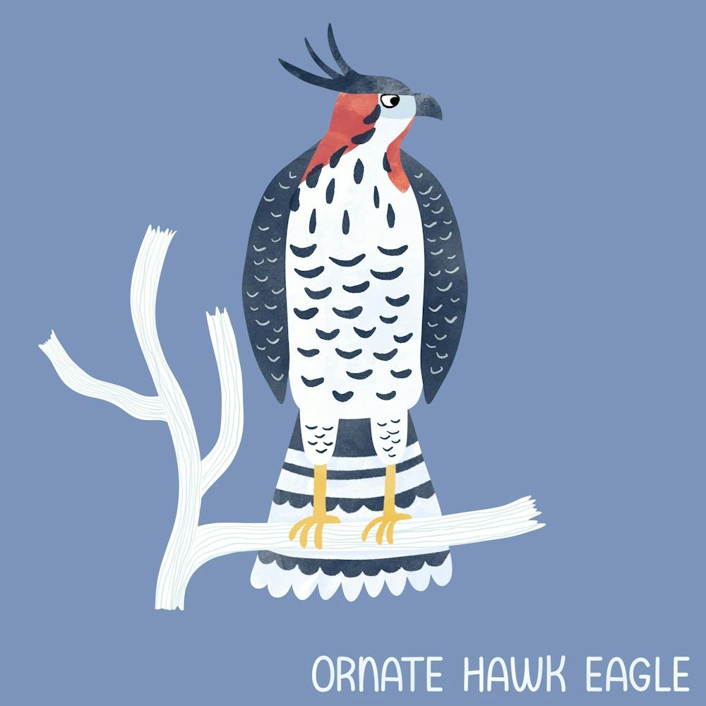 Ornate Hawk Eagle Bird