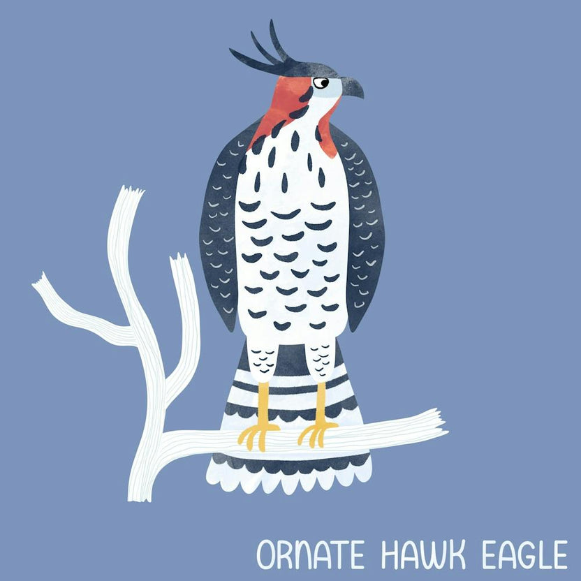 Ornate Hawk Eagle Bird