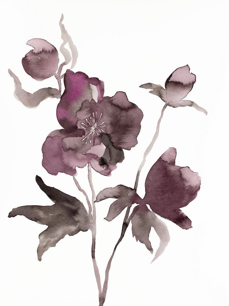 Hellebore 11