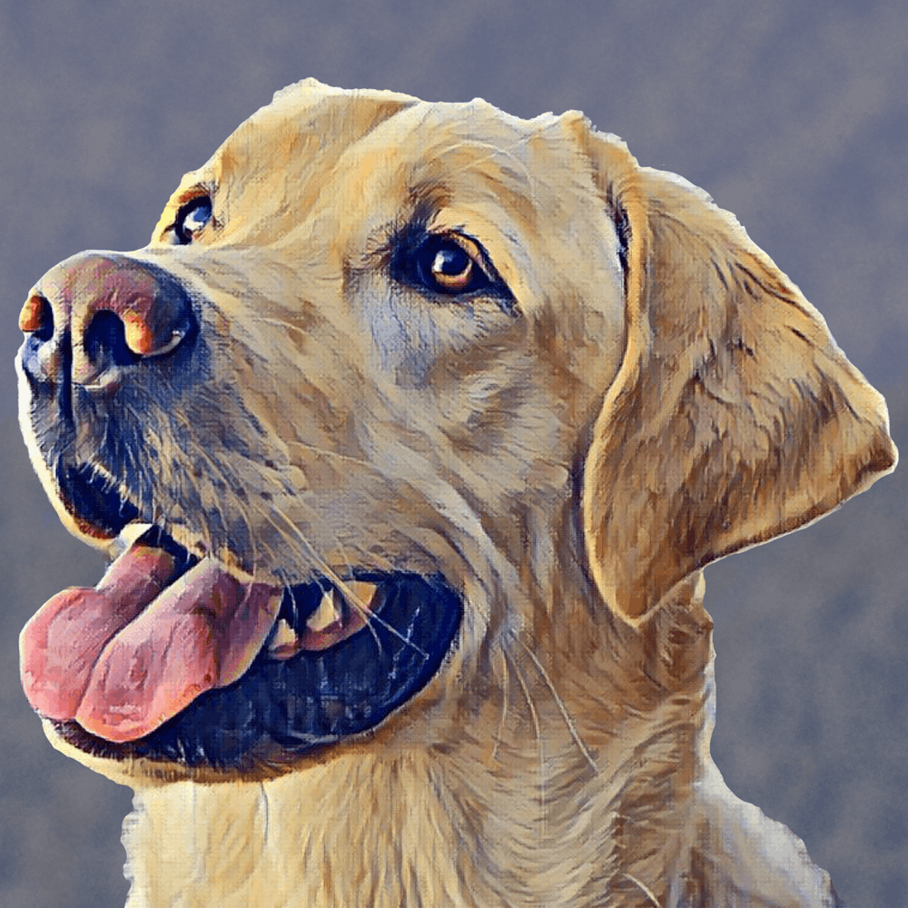 Yellow Labrador Retriever 