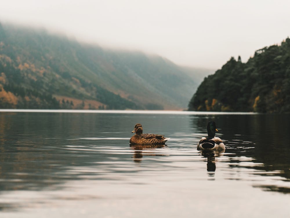 Rustic Duck Scenery