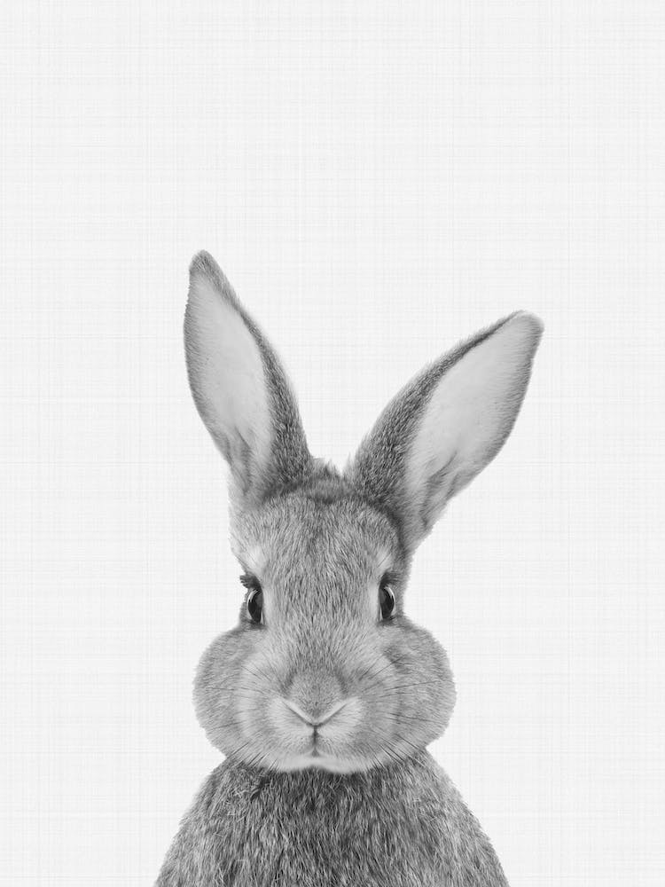 Portrait de Lapin Crèche