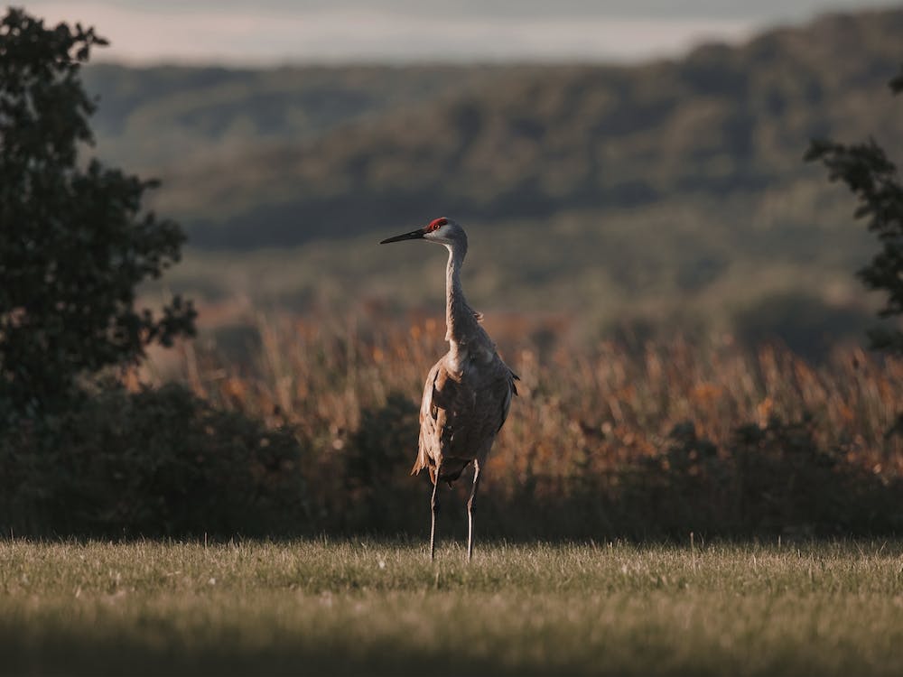Sandhill Crane Meadow