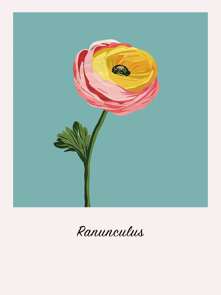 Ranunculus 2 Square Flower Illustration Poster