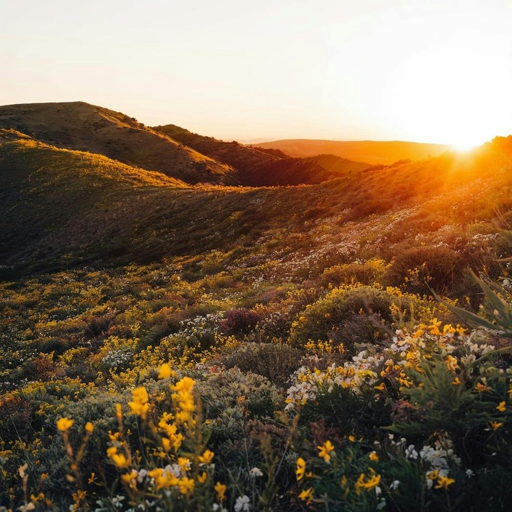 Sunset Over Wildflowers
