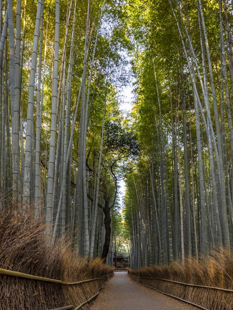 Mighty Arashiyama Bamboo Forest In Kyoto