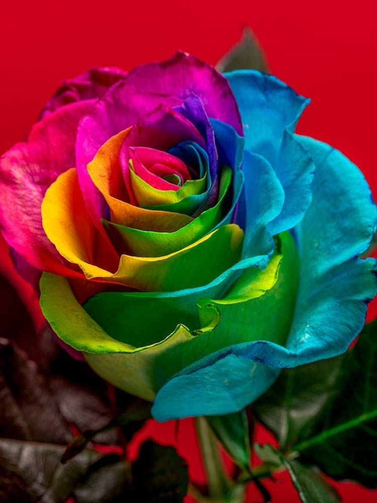 Rainbow Rose