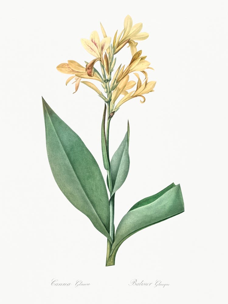 Water Canna, Pierre Joseph Redoute