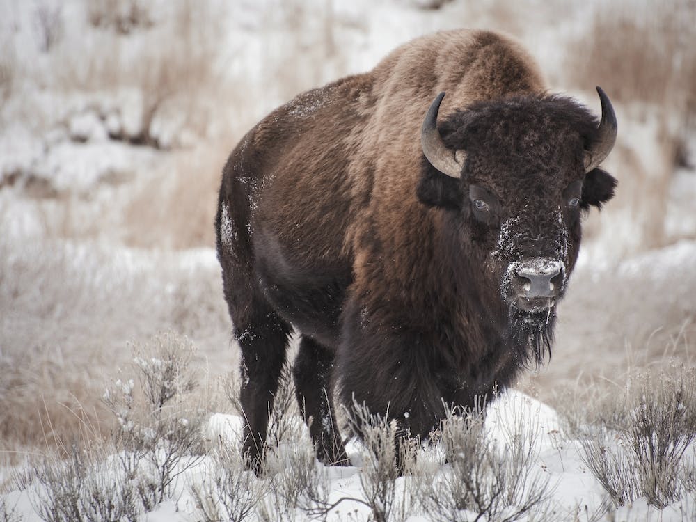 Winter Bison Landschaft