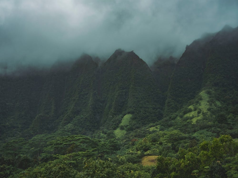 Hawaiian Rain Forest