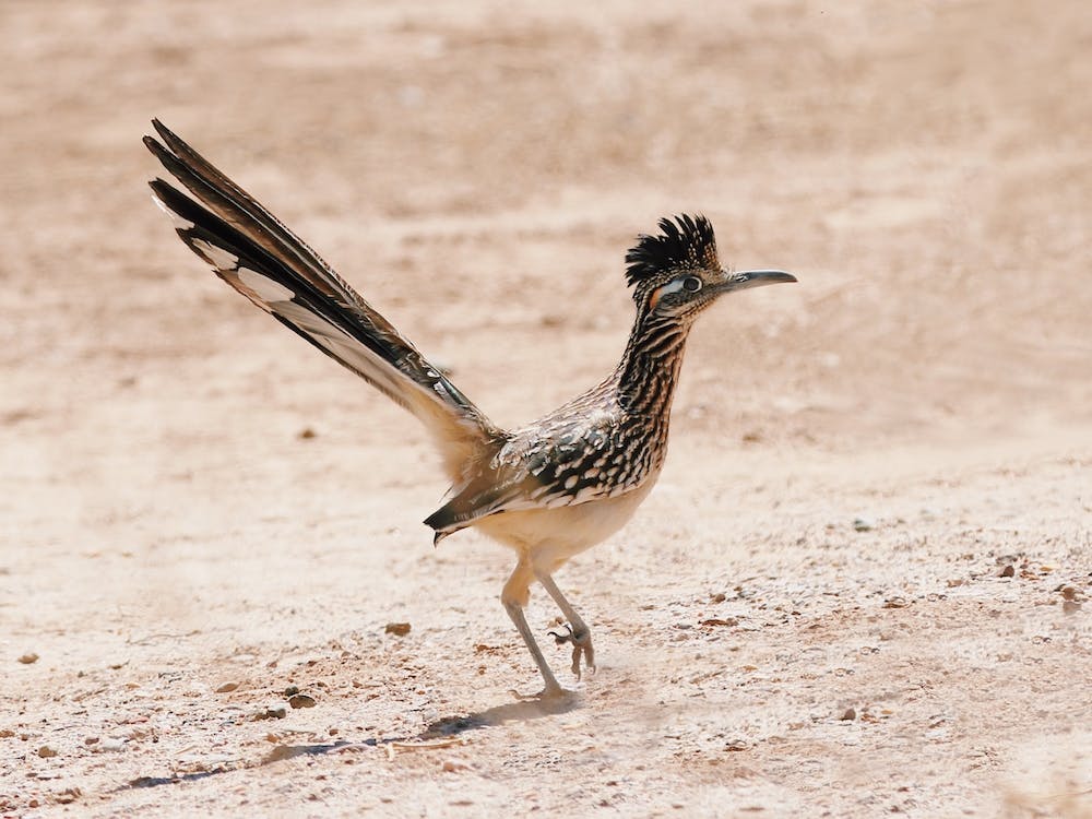 Desert Roadrunner Bird