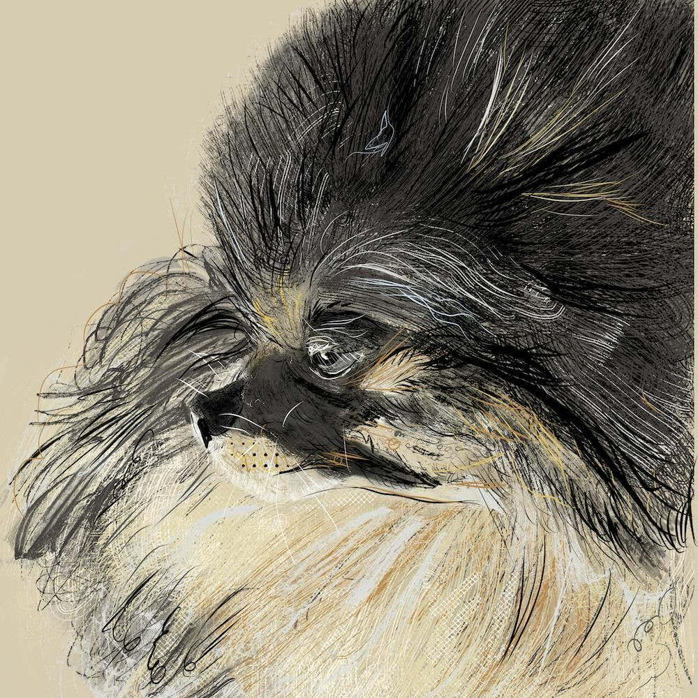 Pomeranian Dog Art