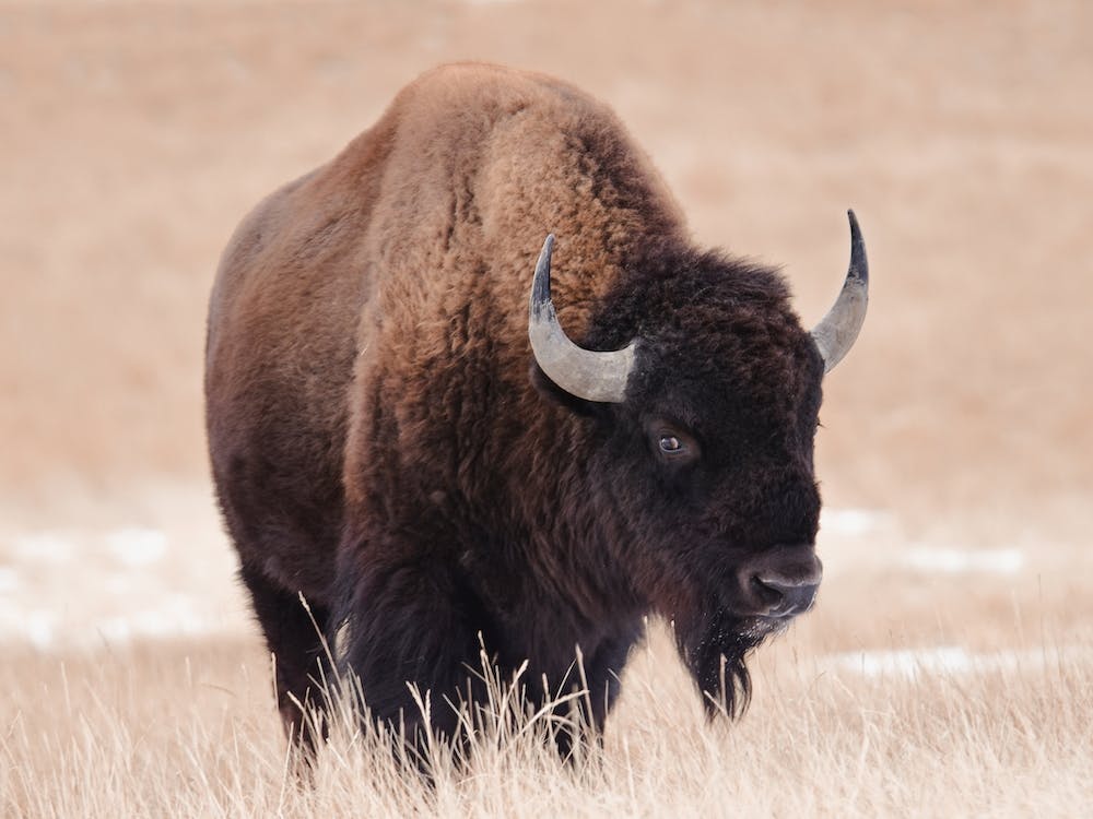 Bull Bison