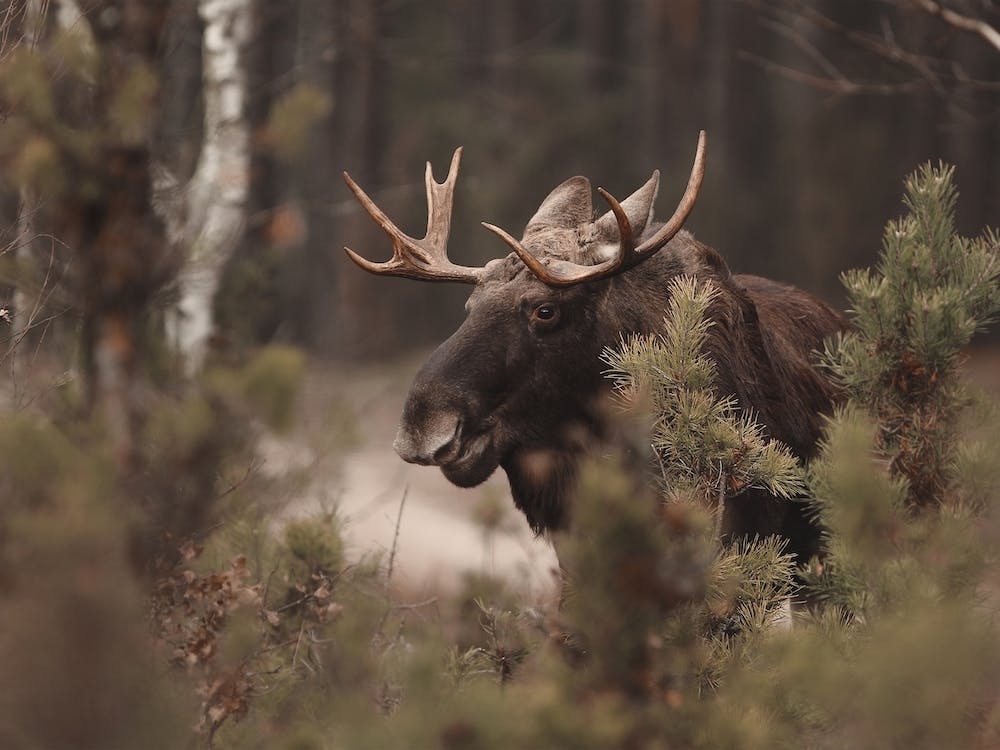 Montana Moose