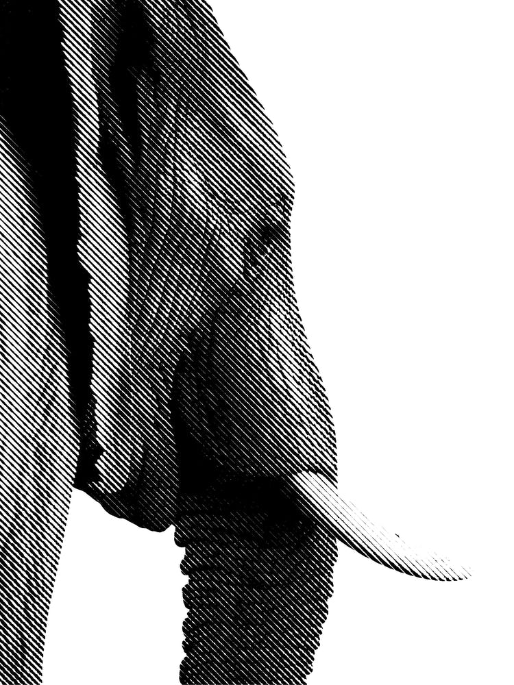 Elephant Line Art 3