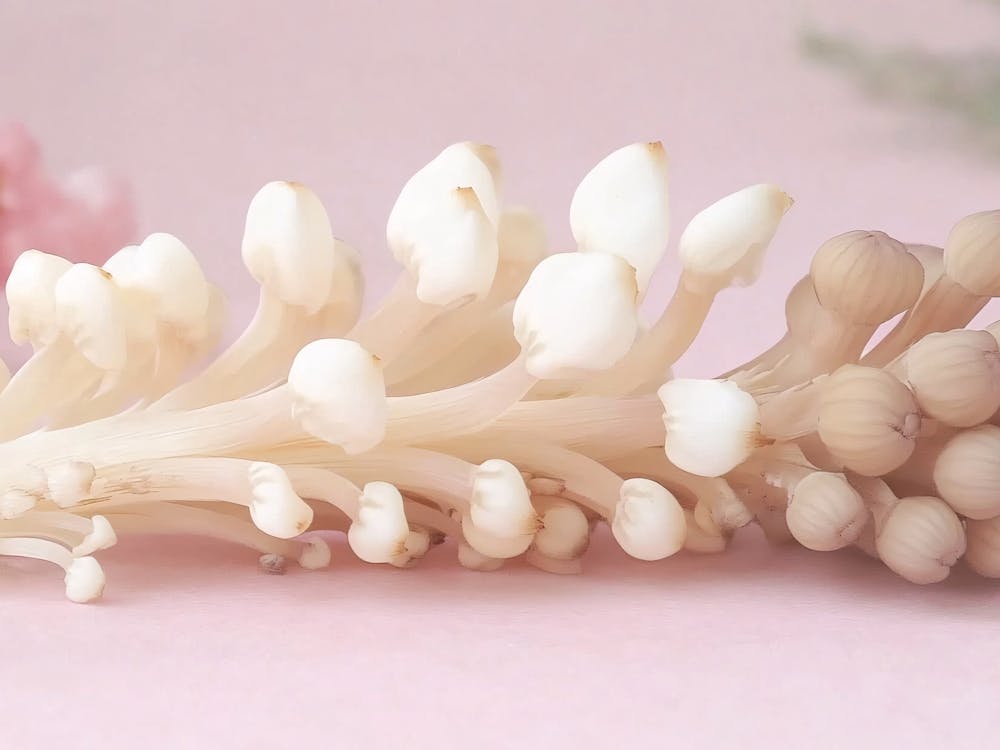 Vidéos de Stock de Fleurs et Footage Libre de Droits 1