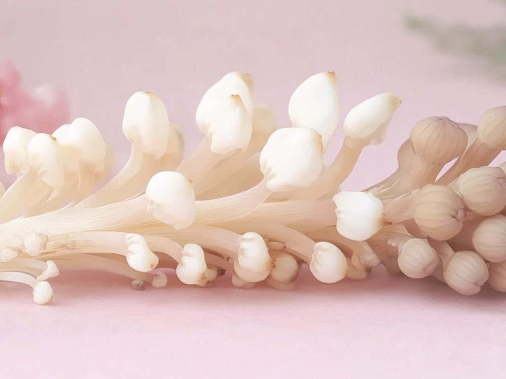 Flower Stock Videos & Royalty-Free Footage 1
