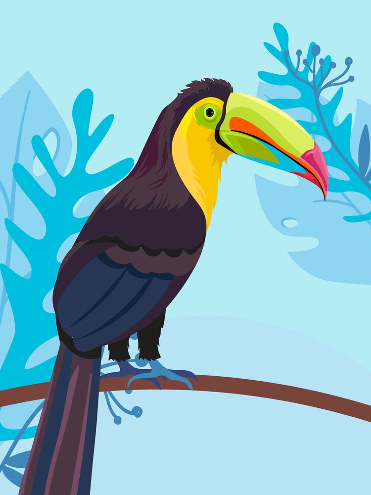 Toucan