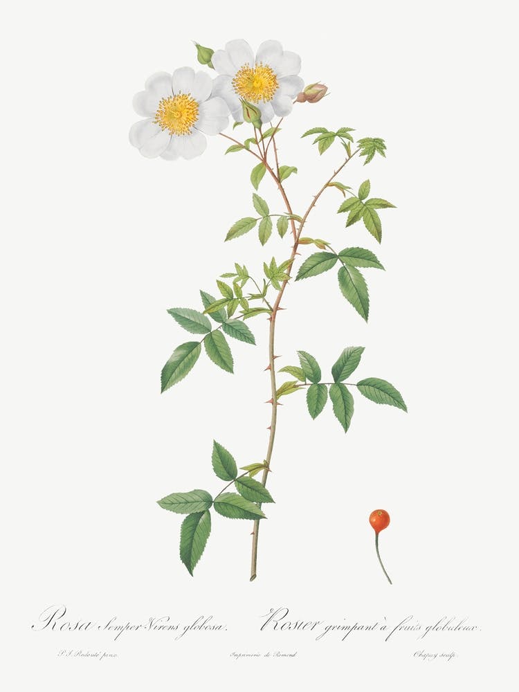 Rosa Sempervirens, Pierre Joseph Redoute