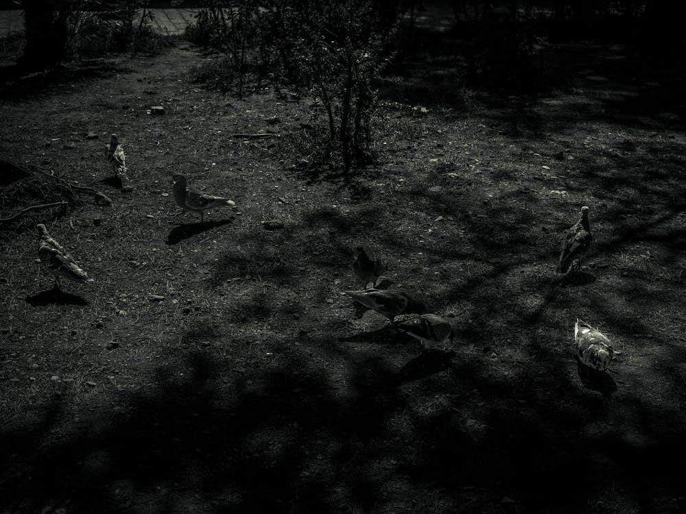 Shadows of birds, Malaga, Spain 1