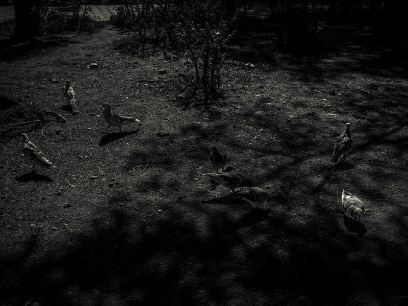 Shadows of birds, Malaga, Spain 1