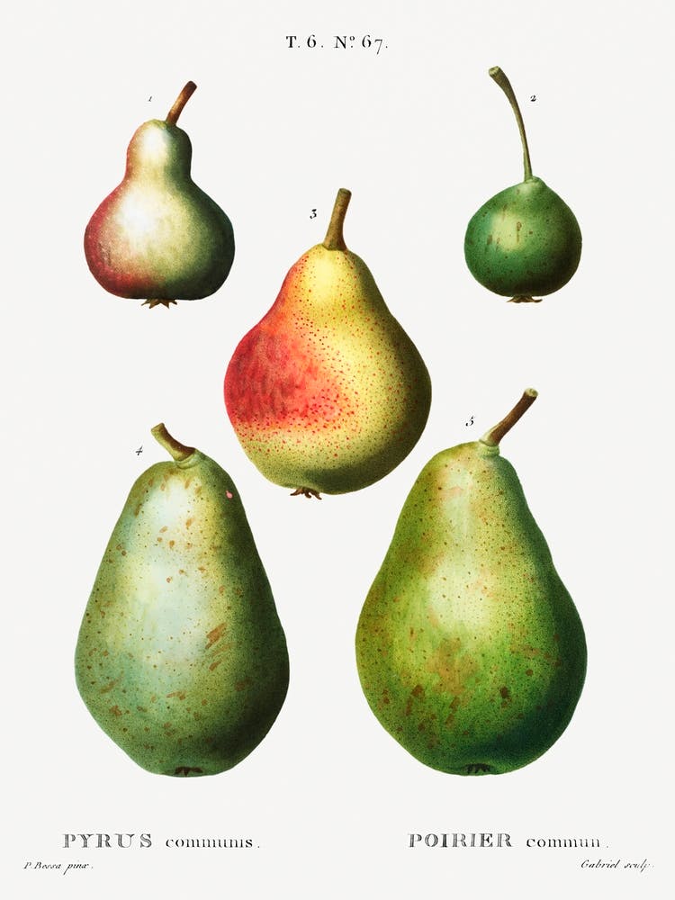 Pear, Pierre Joseph Redoute 3