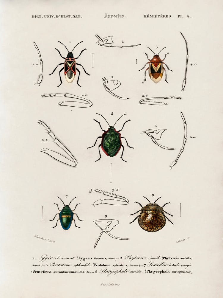 Different Types Of Insects, Charles Dessalines D'Orbigny 5