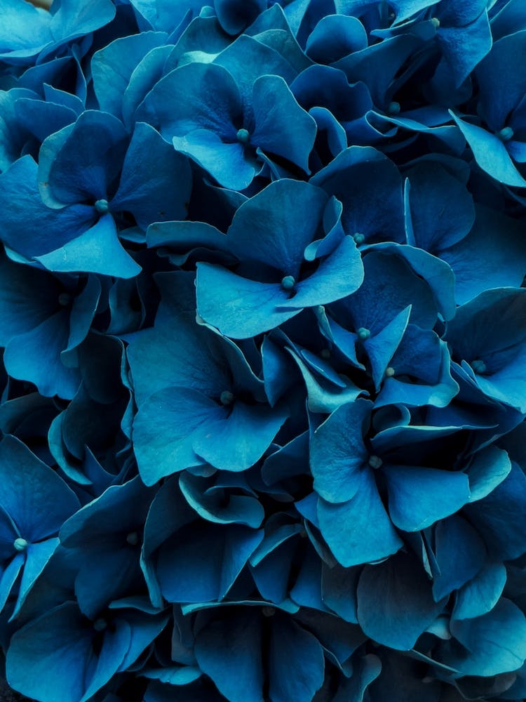 Blue Blossoms