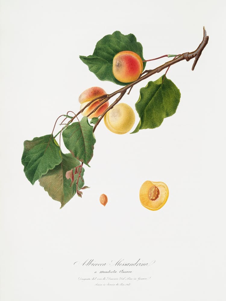 Apricot (Armeniaca Alexandrina) From Pomona Italiana (1817 - 1839), Giorgio Gallesio