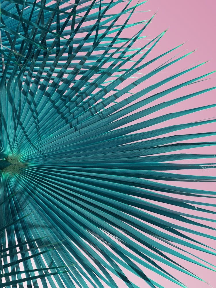 Blue-green palm leaves and pink sky 1