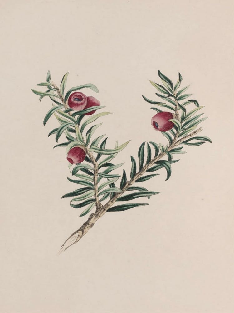 Apricot 1