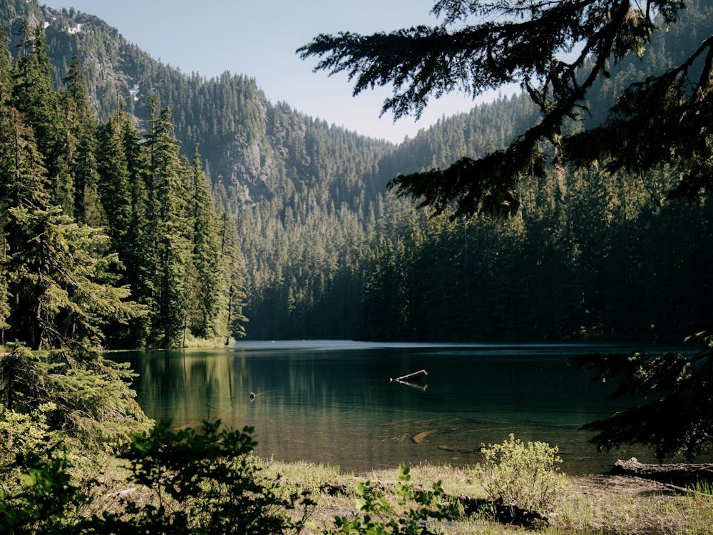 Forest Wilderness Lake