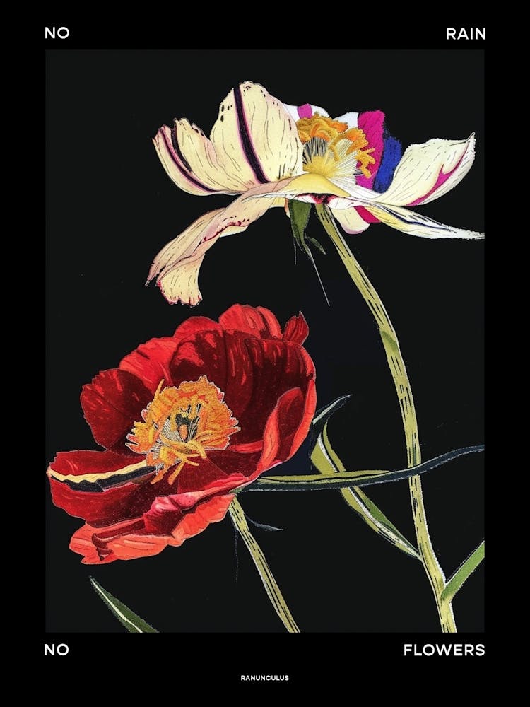 No Rain No Flowers Poster Ranunculus 2